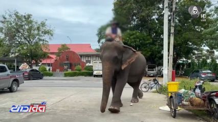 สกัดจับช้างเร่ร่อน พบไร้ใบอนุญาตเคลื่อนย้าย