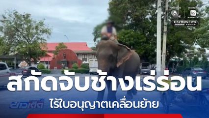 สกัดจับช้างเร่ร่อน พบไร้ใบอนุญาตเคลื่อนย้าย