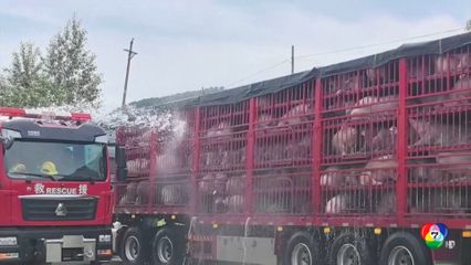 รถบรรทุกหมูยางแตกตกข้างทาง ในจีน