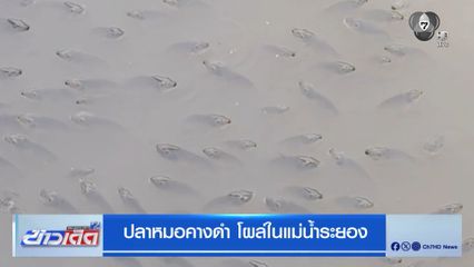 ปลาหมอคางดำ โผล่ในแม่น้ำระยอง