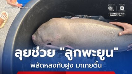เจ้าหน้าที่ อช.แหลมสน ลุยช่วย “ลูกพะยูน” พลัดหลงกับฝูงมา เกยตื้นเป็นครั้งที่ 2 บริเวณใกล้หาดแหลมสน จ.ระนอง