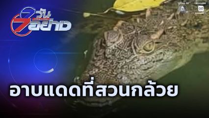 7 วัน 7 อย่าง : อาบแดดที่สวนกล้วย