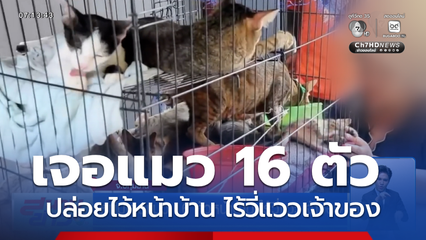 หนุ่มเจอแมว 16 ตัวหน้าบ้าน ไร้วี่แววเจ้าของ
