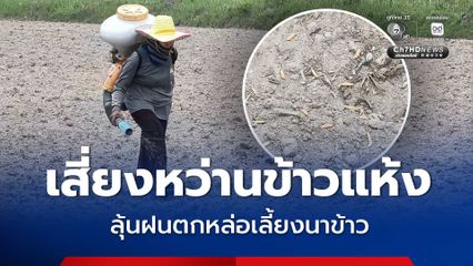 ชาวนา​อุทัยธานี เสี่ยงหว่านข้าวแห้ง 100 ไร่ ลุ้นฝนธรรมชาติ หล่อเลี้ยงนาข้าว