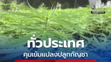 คุมเข้มแปลงปลูกกัญชา นัดประชุมใหญ่ซักซ้อมทั่วประเทศ