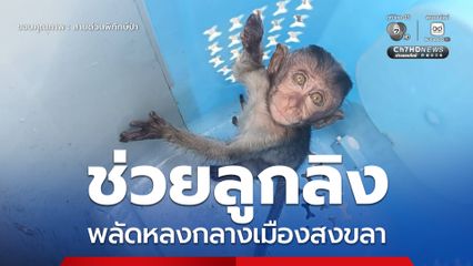 ช่วยลูกลิง พลัดหลงกลางเมืองสงขลา