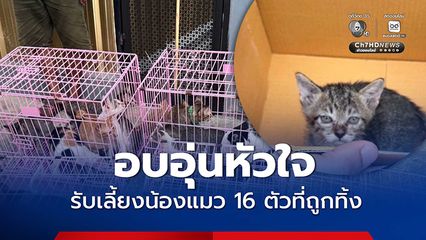 อบอุ่นหัวใจ ผู้ใจบุญรับเลี้ยงแมว 16 ตัว หลังเจ้าของตกงานทิ้งตากแดดตากฝน