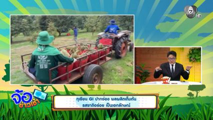 ทุเรียน GI ปากช่อง ผลผลิตเต็มต้น รสชาติอร่อย เป็นเอกลักษณ์