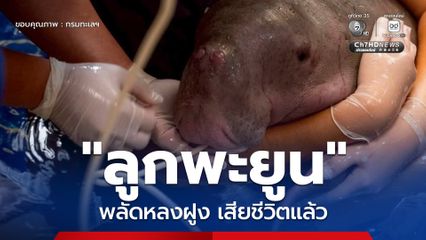 กรมทะเลฯ เผยผลชันสูตรซากลูกพะยูนพลัดหลงฝูง คาดเสียชีวิตจากระบบไหลเวียนเลือดล้มเหลวเฉียบพลัน