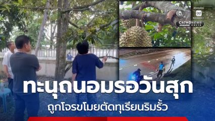 เจ้าของเซ็ง ทะนุถนอมรอวันสุก ถูกโจรขโมยตัดทุเรียนริมรั้ว