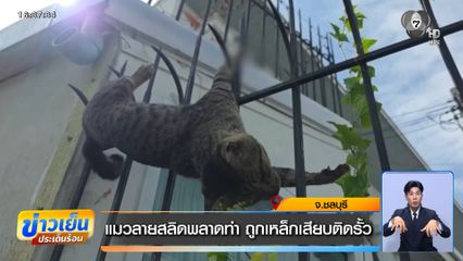 แมวลายสลิดพลาดท่าถูกเหล็กเสียบติดรั้ว