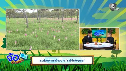 ชมทุ่งดอกกระเจียวบาน ราชินีแห่งขุนเขา