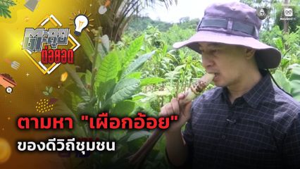 ตะลุยต่อยอด : ตามหา เผือกอ้อย ของดีวิถีชุมชน