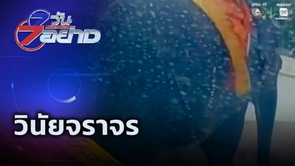 7 วัน 7 อย่าง : วินัยจราจร