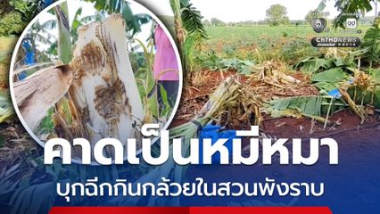 คาดเป็นหมีหมา บุกฉีกกินกล้วยในสวนพังราบ