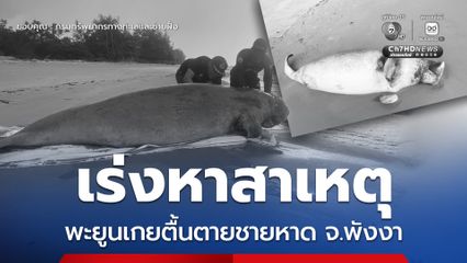 เร่งหาสาเหตุ พะยูนเกยตื้นตายชายหาด จ.พังงา