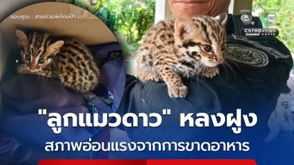 “ลูกแมวดาว” หลงฝูง สภาพอ่อนแรงจากการขาดอาหาร