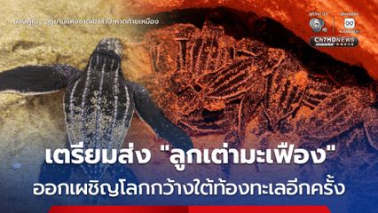 เตรียมส่ง “ลูกเต่ามะเฟือง” ออกเผชิญโลกกว้างใต้ท้องทะเลอีกครั้ง