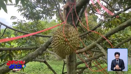 ปลูกทุเรียนภูเขาไฟ สร้างรายได้หลังเกษียณ จ.ลำปาง