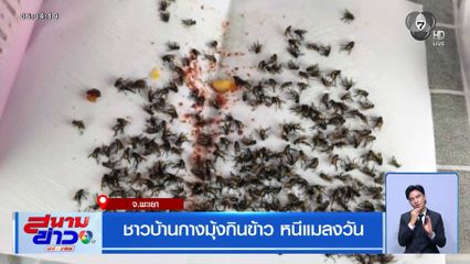 ชาวบ้านกางมุ้งกินข้าว หนีแมลงวัน จ.พะเยา