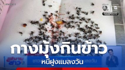 ชาวบ้านกางมุ้งกินข้าว หนีแมลงวัน จ.พะเยา