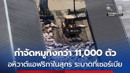 เซอร์เบียฆ่าหมูทิ้งกว่า 11,000 ตัว หลังพบการระบาดของเชื้อไวรัส “อหิวาต์แอฟริกาในสุกร”