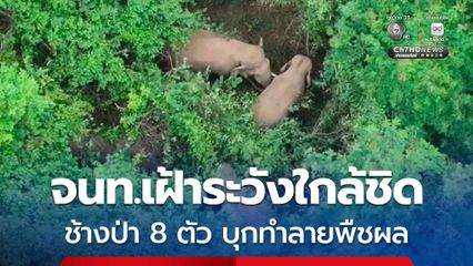 เจ้าหน้าที่เร่งเฝ้าระวัง !  ช้างป่า 8 ตัว บุกทำลายพืชผล