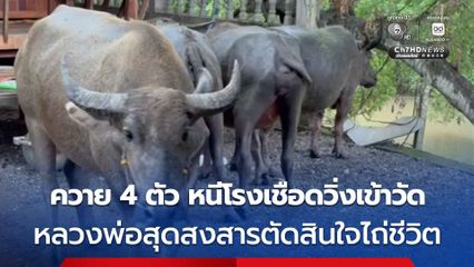 หลวงพ่อสุดสาร ควาย 4 ตัว หนีจากโรงเชือดเข้ามาหลบในวัด ตัดสินใจจ่าย 110,000 บาท เพื่อไถ่ชีวิต