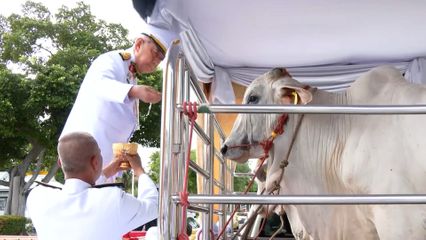 ประธานองคมนตรี เป็นผู้แทนพระองค์ ไปในการบำเพ็ญพระกุศลปล่อยโค นก และพันธุ์สัตว์น้ำ เนื่องในโอกาสวันคล้ายวันประสูติ พระเจ้าวรวงศ์เธอ พระองค์เจ้าโสมสวลี กรมหมื่นสุทธนารีนาถ