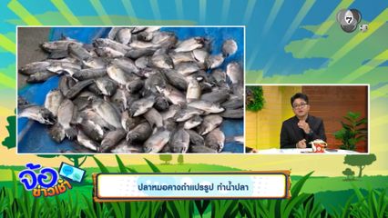 วิกฤตปลาหมอคางดำ แม่น้ำปากพนัง