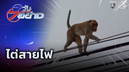 7 วัน 7 อย่าง : ไต่สายไฟ