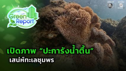 Green Report : เปิดภาพ “ปะการังน้ำตื้น” เสน่ห์ทะเลชุมพร