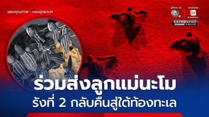 อช.เขาลำปี-หาดท้ายเหมือง ร่วมส่ง ลูกแม่นะโม รังที่ 2 ลูกเต่ามะเฟืองน้อยกลับคืนสู่บ้านหลังใหญ่ใต้ท้องทะเล