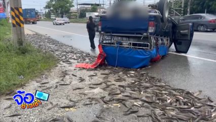 รถบรรทุกปลาดุกคว่ำ ดิ้นพล่านกลางถนน