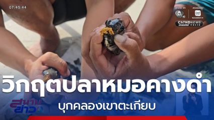 วิกฤตปลาหมอคางดำ บุกคลองเขาตะเกียบ จ.ประจวบคีรีขันธ์