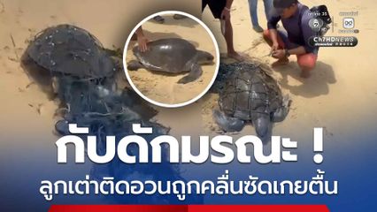 กับดักมรณะ ลูกเต่าติดอวนถูกคลื่นซัดเกยตื้น