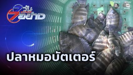 7 วัน 7 อย่าง : ปลาหมอบัตเตอร์