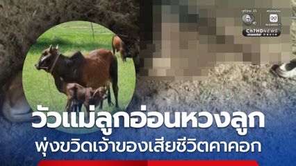 สลด วัวแม่ลูกอ่อนหวงลูก พุ่งขวิดเจ้าของเสียชีวิตคา