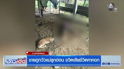ชายถูกวัวแม่ลูกอ่อน ขวิดเสียชีวิตคาคอก
