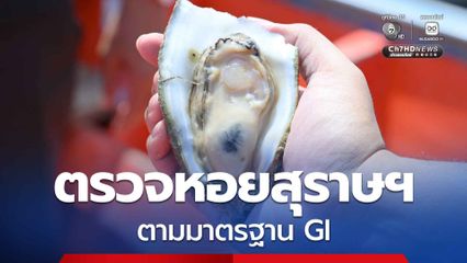 กรมทรัพย์สินทางปัญญา ตรวจ "หอยนางรมสุราษฎร์ธานี" ตามกระบวนการผลิตตามมาตรฐาน GI