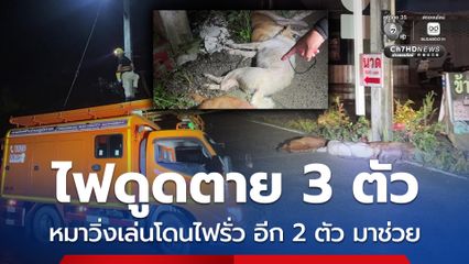 ไฟดูดตาย 3 ตัว หมาวิ่งเล่นโดนไฟรั่ว อีก 2 ตัว มาช่วยเพื่อน ถูกไฟดูดตายตามกัน