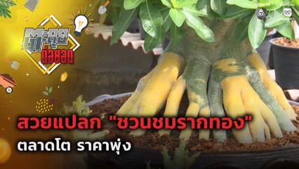 ตะลุยต่อยอด : สวยแปลก "ชวนชมรากทอง" ตลาดโต ราคาพุ่ง
