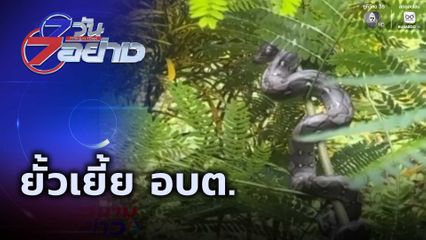 7 วัน 7 อย่าง : ยั้วเยี้ย อบต.