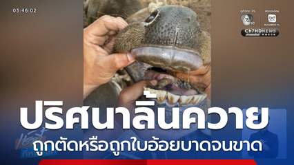 ปริศนา ลิ้นควายถูกตัดหรือถูกใบอ้อยบาดจนขาด