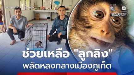 เขตห้ามล่าสัตว์ป่าเขาพระแทว ช่วยเหลือ "ลูกลิง" พลัดหลงกลางเมืองภูเก็ต เร่งส่งต่อสถานีเพาะเลี้ยงสัตว์ป่าฟื้นฟูสภาพ