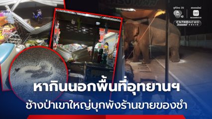 อักแล้ว ช้างป่าเขาใหญ่บุกพังร้านขายของชำ