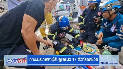 กทม.ประกาศหาผู้รับดูแลแมว 17 ตัวที่รอดชีวิต