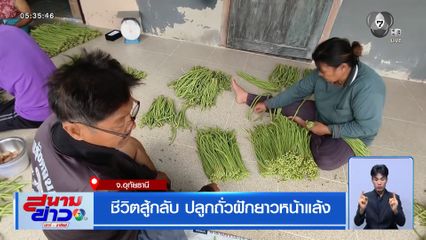 ชีวิตสู้กลับ ปลูกถั่วฝักยาวหน้าแล้ง