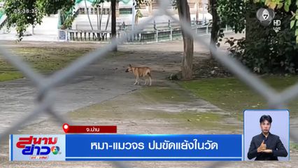 หมา-แมวจร ปมขัดแย้งในวัด จ.น่าน