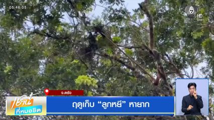 ฤดูเก็บ ลูกหยี หายาก